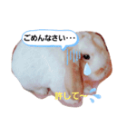 私のうさぎ。シャルル第4弾（個別スタンプ：8）