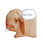 私のうさぎ。シャルル第4弾（個別スタンプ：9）