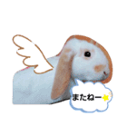 私のうさぎ。シャルル第4弾（個別スタンプ：10）