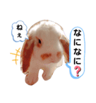 私のうさぎ。シャルル第4弾（個別スタンプ：11）
