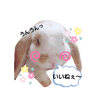 私のうさぎ。シャルル第4弾（個別スタンプ：13）