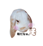 私のうさぎ。シャルル第4弾（個別スタンプ：14）