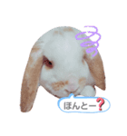 私のうさぎ。シャルル第4弾（個別スタンプ：15）