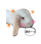 私のうさぎ。シャルル第4弾（個別スタンプ：16）