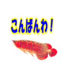 可愛い 熱帯魚（個別スタンプ：1）
