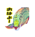 可愛い 熱帯魚（個別スタンプ：4）