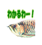 可愛い 熱帯魚（個別スタンプ：5）