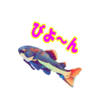 可愛い 熱帯魚（個別スタンプ：9）