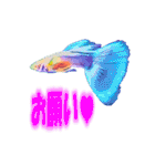可愛い 熱帯魚（個別スタンプ：17）