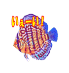 可愛い 熱帯魚（個別スタンプ：20）