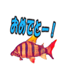 可愛い 熱帯魚（個別スタンプ：23）