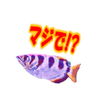 可愛い 熱帯魚（個別スタンプ：24）
