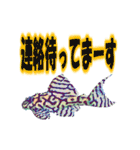 可愛い 熱帯魚（個別スタンプ：33）