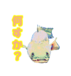 可愛い 熱帯魚（個別スタンプ：34）