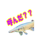可愛い 熱帯魚（個別スタンプ：35）