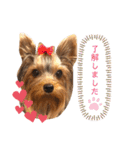 ロイとビジュー（個別スタンプ：1）