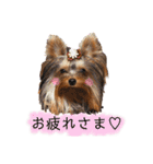 ロイとビジュー（個別スタンプ：2）