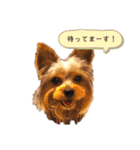 ロイとビジュー（個別スタンプ：30）