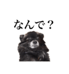 チロルの気持ち（個別スタンプ：1）