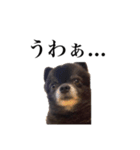 チロルの気持ち（個別スタンプ：2）