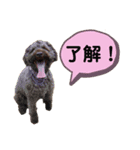 チャチャと一緒（個別スタンプ：1）