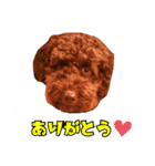 チャチャと一緒（個別スタンプ：2）