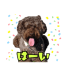 チャチャと一緒（個別スタンプ：3）