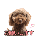 チャチャと一緒（個別スタンプ：4）