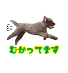 チャチャと一緒（個別スタンプ：5）