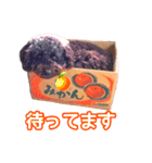 チャチャと一緒（個別スタンプ：6）