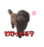 チャチャと一緒（個別スタンプ：8）