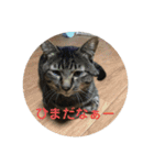 愉快なちゃんず達（個別スタンプ：7）