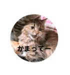 愉快なちゃんず達（個別スタンプ：8）