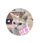 愉快なちゃんず達（個別スタンプ：9）