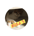 愉快なちゃんず達（個別スタンプ：10）