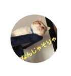愉快なちゃんず達（個別スタンプ：11）