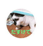 愉快なちゃんず達（個別スタンプ：12）