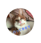 愉快なちゃんず達（個別スタンプ：15）