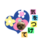 こぶやんとコタちゃんのスタンプだよ（個別スタンプ：16）