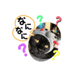 こぶやんとコタちゃんのスタンプだよ（個別スタンプ：36）