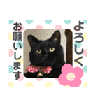 こぶやんとコタちゃんのスタンプだよ（個別スタンプ：38）