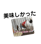 なんとなくで作ったシャイニースタンプ（個別スタンプ：1）