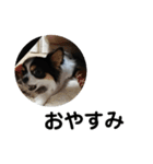 なんとなくで作ったシャイニースタンプ（個別スタンプ：2）