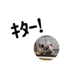 なんとなくで作ったシャイニースタンプ（個別スタンプ：4）