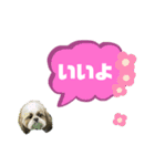 ★シーズーマック★のスタンプ3シンプル編（個別スタンプ：2）