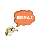 ★シーズーマック★のスタンプ3シンプル編（個別スタンプ：3）