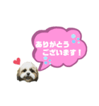 ★シーズーマック★のスタンプ3シンプル編（個別スタンプ：4）