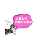 ★シーズーマック★のスタンプ3シンプル編（個別スタンプ：6）