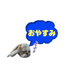 ★シーズーマック★のスタンプ3シンプル編（個別スタンプ：10）