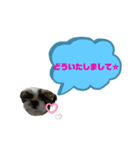 ★シーズーマック★のスタンプ3シンプル編（個別スタンプ：12）